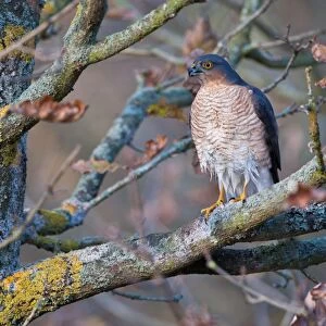 Eurasian Sparrowhawk (Accipiter nisus) adult male, with wet plumage after bathing, perched on branch in oak woodland, Norfolk, England, december