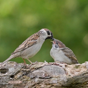 Eurasian Tree Sparrow (Passer montanus) adult, feeding chick, perched on branch, Bulgaria, May