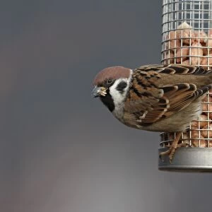 Eurasian Tree Sparrow (Passer montanus) adult, feeding on peanuts from feeder in garden, Leicestershire, England, january