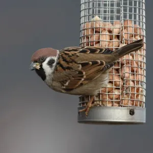 Eurasian Tree Sparrow (Passer montanus) adult, feeding on peanuts from feeder in garden, Leicestershire, England, january Eurasian Tree Sparrow (Passer montanus) adult, feeding on peanuts from feeder in garden, Leicestershire, England, january