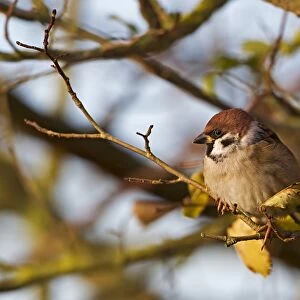 Eurasian Tree Sparrow (Passer montanus) adult, perched on twig in birch tree, Warwickshire, England, november