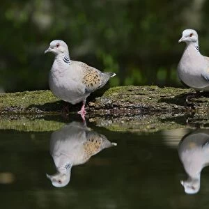 Eurasian Turtle-dove (Streptopelia turtur) adult pair, drinking at pool in woodland, Hortobagy N. P. Hungary, April
