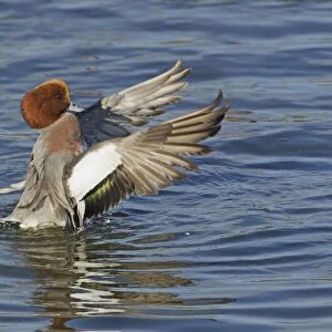 Eurasian Wigeon (Anas penelope) adult male, flapping and drying wings on water, Caerlaverock, Dumfries, Scotland, november