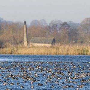 Eurasian Wigeon (Anas penelope) flock, gathered on water in cold weather, Buckenham Marshes RSPB Reserve, River Yare, Yare Valley, The Broads, Norfolk, England, january