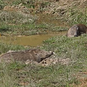 Eurasian Wild Boar (Sus scrofa vittatus) two adults, wallowing in muddy hollow, Taman Negara N. P