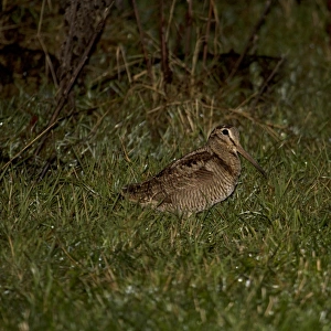 Eurasian Woodcock (Scolopax rusticola) adult, foraging in field at night during rainfall, Shropshire, England, December
