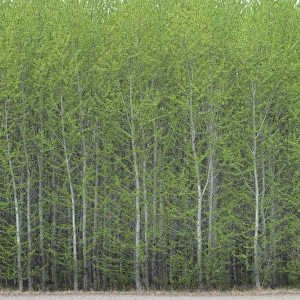 European Aspen (Populus tremula) dense plantation, Sweden