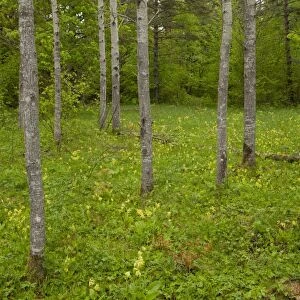 European Aspen (Populus tremula) trunks, growing in wooded meadow habitat, Tagamoisa Nature Reserve, Saaremaa Island