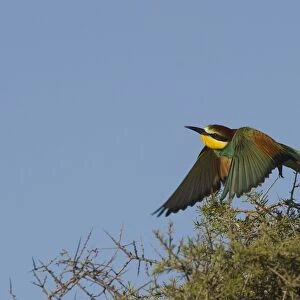 European Bee-eater (Merops apiaster) adult, in flight, taking off from bush in steppe, Spain, may