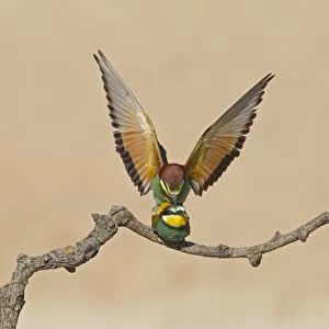 European Bee-eater (Merops apiaster) adult pair, mating on twig, Castilla y Leon, Spain, May
