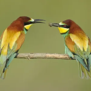 European Bee-eater (Merops apiaster) adult pair, courtship feeding, passing bee, perched on twig, Bulgaria, may European Bee-eater (Merops apiaster) adult pair, courtship feeding, passing bee, perched on twig, Bulgaria, may