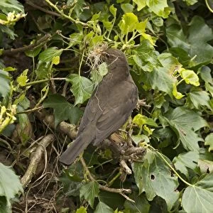 European Blackbird (Turdus merula) adult female, with nesting material in beak, at nestsite amongst ivy, England, May