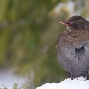 European Blackbird (Turdus merula) adult female, with feathers fluffed up, standing on snow in garden, Chirnside
