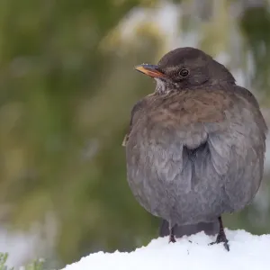 European Blackbird (Turdus merula) adult female, with feathers fluffed up, standing on snow in garden, Chirnside European Blackbird (Turdus merula) adult female, with feathers fluffed up, standing on snow in garden, Chirnside