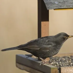 European Blackbird (Turdus merula) adult male, feeding at birdtable, Sculthorpe Moor Nature Reserve, Wensum Valley European Blackbird (Turdus merula) adult male, feeding at birdtable, Sculthorpe Moor Nature Reserve, Wensum Valley