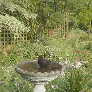 European Blackbird (Turdus merula) adult male, bathing in garden birdbath, Essex, England, june