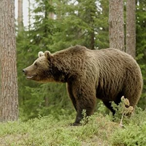 European Brown Bear (Ursus arctos) adult, in coniferous forest, Finland