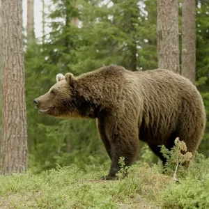 European Brown Bear Print, Finland Coniferous Forest European Brown Bear Print, Finland Coniferous Forest