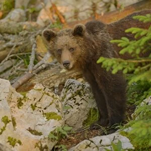 European Brown Bear (Ursus arctos arctos) immature male, standing amongst rocks in forest, in evening sunlight