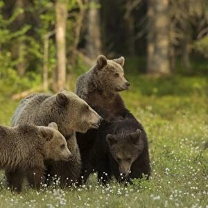 European Brown Bear (Ursus arctos arctos) adult female and three cubs, standing in boreal forest, Finland, June