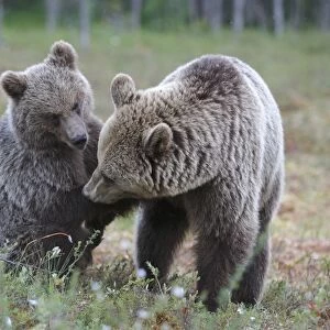 European Brown Bear (Ursus arctos arctos) adult female, playing with cub, in bog habitat, Northeast Finland