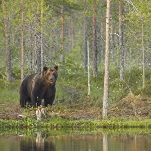 European Brown Bear (Ursus arctos arctos) adult, standing in boreal forest beside small pool with reflection in evening