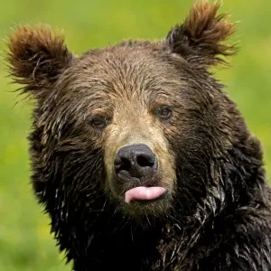 European Brown Bear (Ursus arctos arctos) adult, sticking tongue out, close-up of head, captive European Brown Bear (Ursus arctos arctos) adult, sticking tongue out, close-up of head, captive