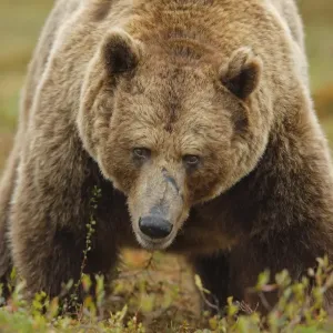 European Brown Bear (Ursus arctos arctos) adult, standing in bog habitat, Northeast Finland European Brown Bear (Ursus arctos arctos) adult, standing in bog habitat, Northeast Finland