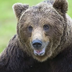 European Brown Bear (Ursus arctos arctos) adult, close-up of head, in boreal bog, Northeast Finland