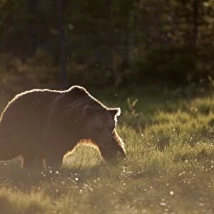 European Brown Bear (Ursus arctos arctos) adult, backlit, walking at edge of coniferous forest in late evening