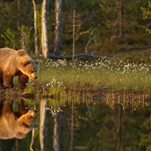 European Brown Bear (Ursus arctos arctos) adult, walking beside pool with reflection in evening sunlight, Finland, june