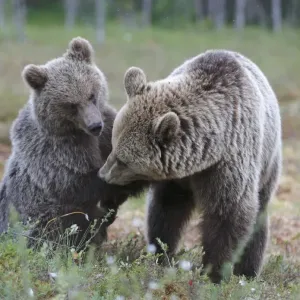 European Brown Bear (Ursus arctos arctos) adult female, playing with cub, in bog habitat, Northeast Finland European Brown Bear (Ursus arctos arctos) adult female, playing with cub, in bog habitat, Northeast Finland