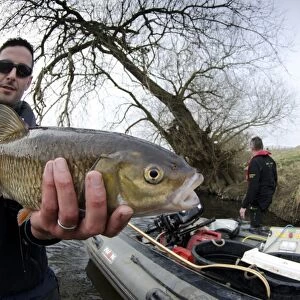 European Chub (Squalius cephalus) adult, held by Environment Agency worker during fish survey, River Soar