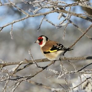 European Goldfinch (Carduelis carduelis) adult male, perched on frost covered twig, Cairngorms N. P. Speyside, Highlands, Scotland, december