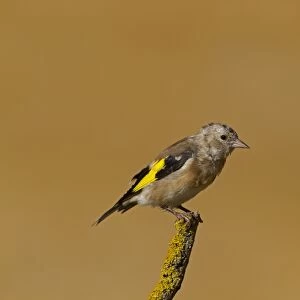 European Goldfinch (Carduelis carduelis) juvenile, moulting to adult plumage, perched on twig, Northern Spain, september