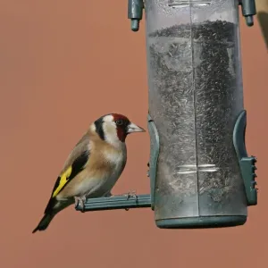 European Goldfinch (Carduelis carduelis) adult, feeding on seed at birdfeeder, West Midlands, England, winter European Goldfinch (Carduelis carduelis) adult, feeding on seed at birdfeeder, West Midlands, England, winter