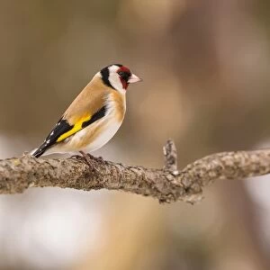 European Goldfinch (Carduelis carduelis) adult, perched on twig, Capanne di Marcarolo Regional Park, Lerma