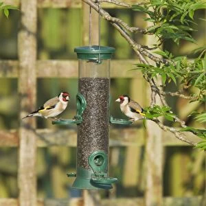 European Goldfinch (Carduelis carduelis) two adults, feeding at hanging nyger seed feeder in garden, Essex, England