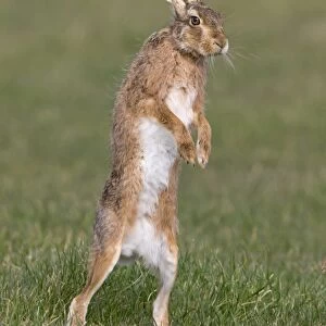 European Hare (Lepus europaeus) adult, standing on hind legs in grass field, Suffolk, England, March