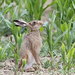 European Hare (Lepus europaeus) adult, feeding on maize crop, Leicestershire, England, august