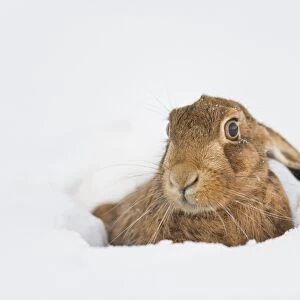 European Hare (Lepus europaeus) adult, resting in snow covered field, Oxfordshire, England, december