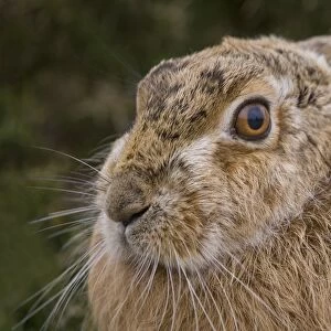 European Hare (Lepus europaeus) adult, close-up of head, Havergate Island RSPB Reserve, Suffolk, England, march