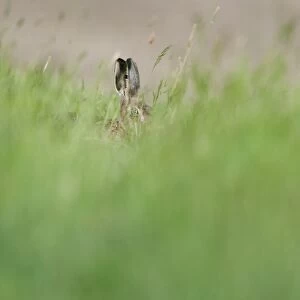 European Hare (Lepus europaeus) adult, peering through long grass, North Kent Marshes, Isle of Sheppey, Kent, England
