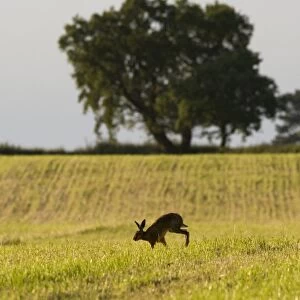 European Hare (Lepus europaeus) adult, walking across recently cut hay field in farmland habitat, County Durham