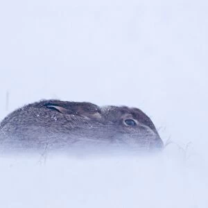 European Hare (Lepus europaeus) adult, sitting out blizzard in stubble field, Norfolk, England, january