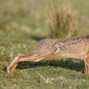 European Hare (Lepus europaeus) adult, stretching in grass field, Suffolk, England, april