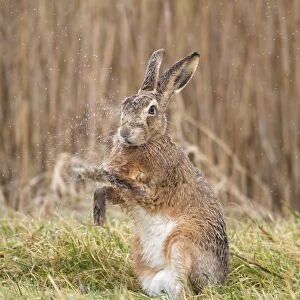 European Hare (Lepus europaeus) adult, with wet fur after rain, shaking water from front paws, Suffolk, England, march