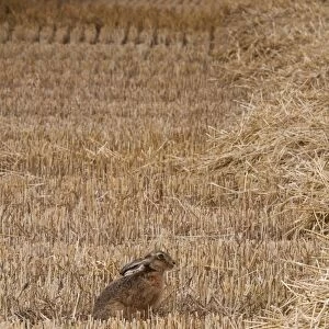 European Hare (Lepus europaeus) adult, sitting in wheat field during harvest, Isle of Sheppey, Kent, England, august