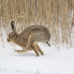 European Hare (Lepus europaeus) adult, running in snow at edge of reedbed, Suffolk, England, february