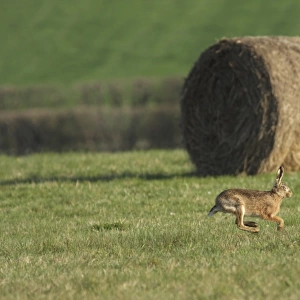 European Hare (Lepus europaeus) adult, running in field with round bale, West Yorkshire, England, march